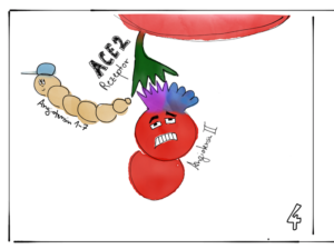 Der ACE2 Rezeptor wandelt Angiotensin 1 in Angiotensin 1-7 um. Illustration: Elisabeth Greger