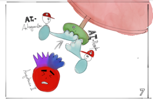 Die AT1-Antagonisten schützen die Zelle ebenfalls vor Angiotensin 2. Illustration: Elisabeth Greger 
